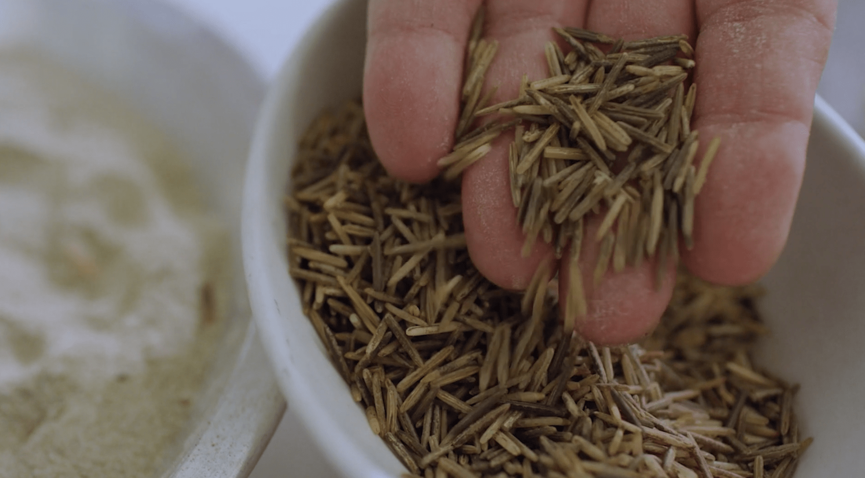Episode Guide: Wild Rice in Minnesota Img
