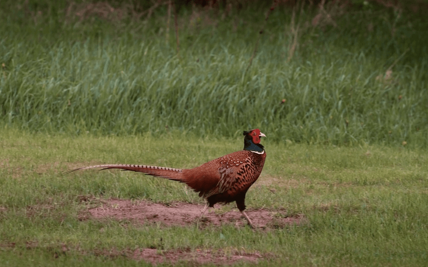 Episode Guide: Pheasants in South Dakota Img