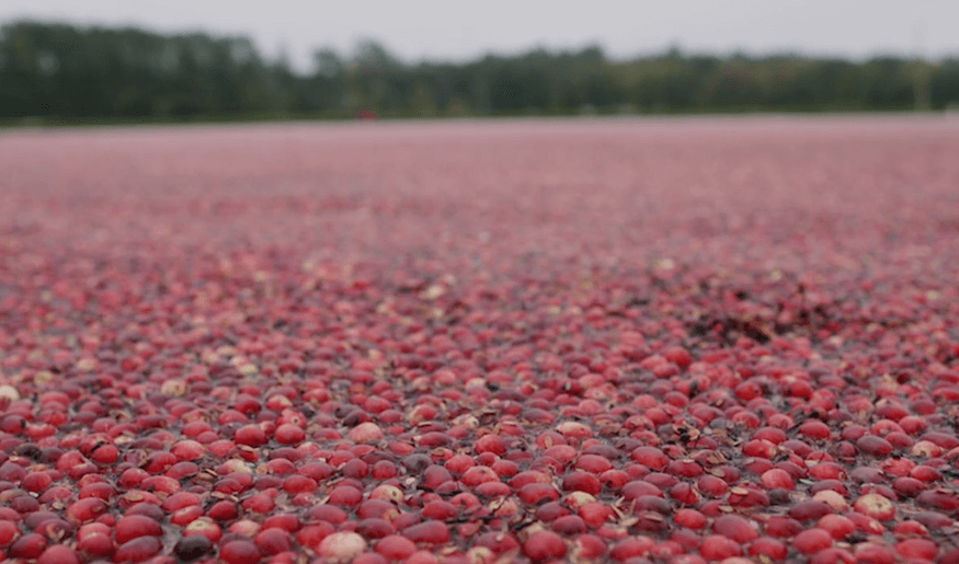 Episode Guide: Cranberries in Massachusetts Img