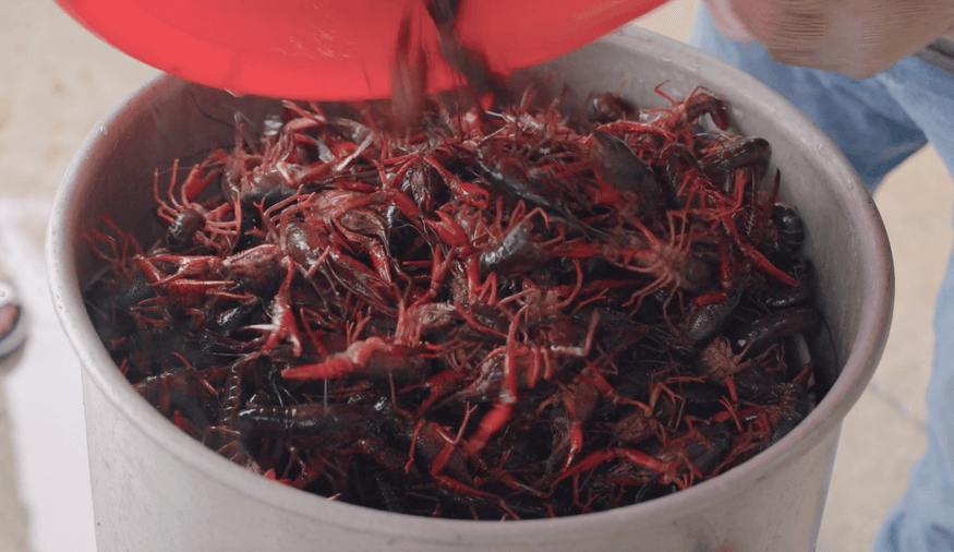Episode Guide: Crawfish in Louisiana Img
