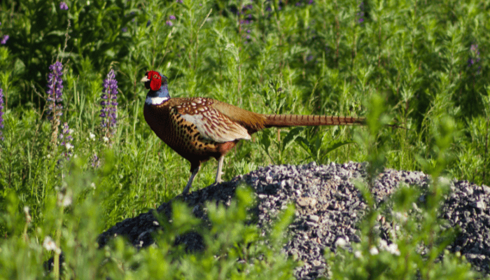 South Dakota: Pheasants In Season Img
